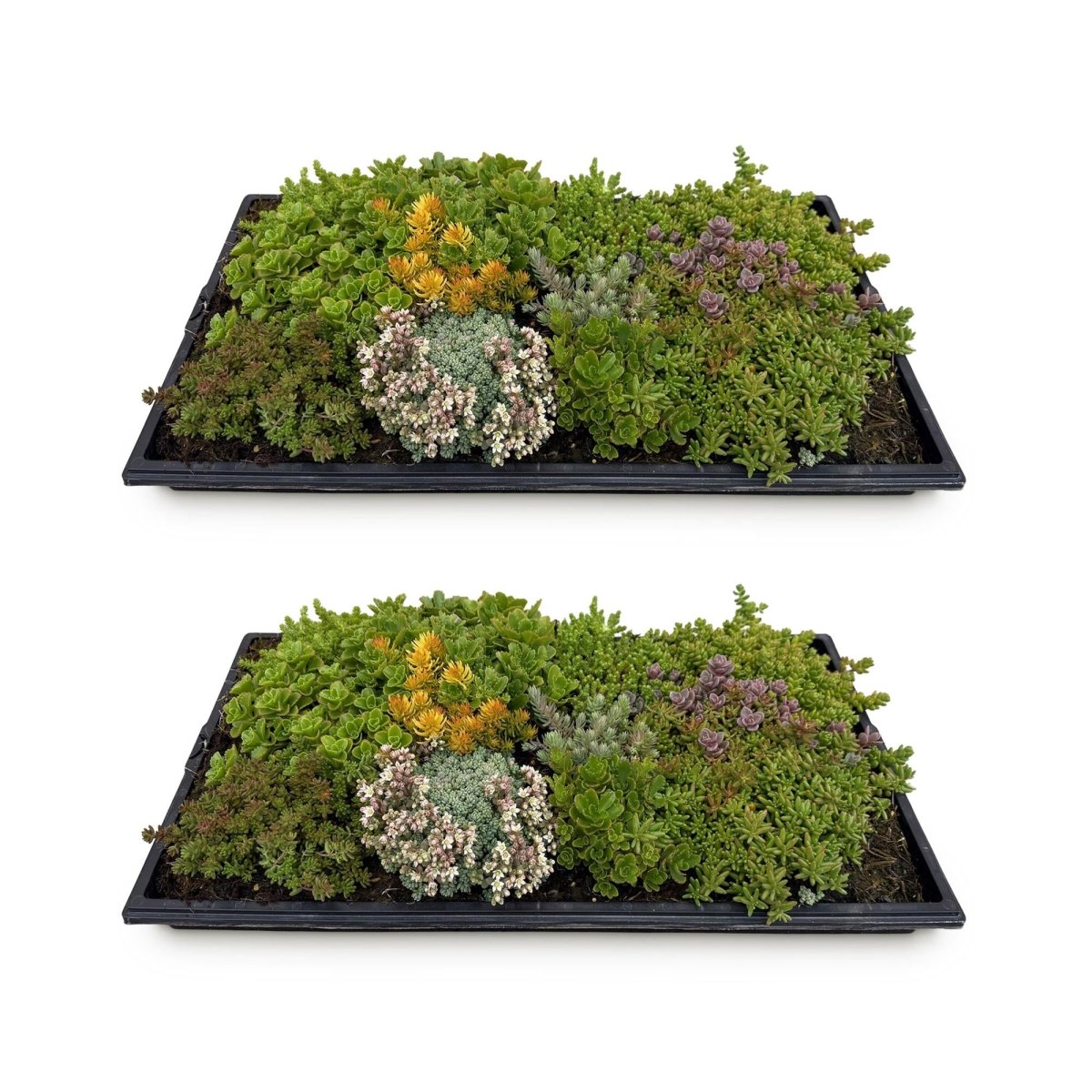 2x Bodendecker Sedummatte | Winterhart &amp; pflegeleicht – 10 Sorten – 50×30 cm - Wurzelwerk Design
