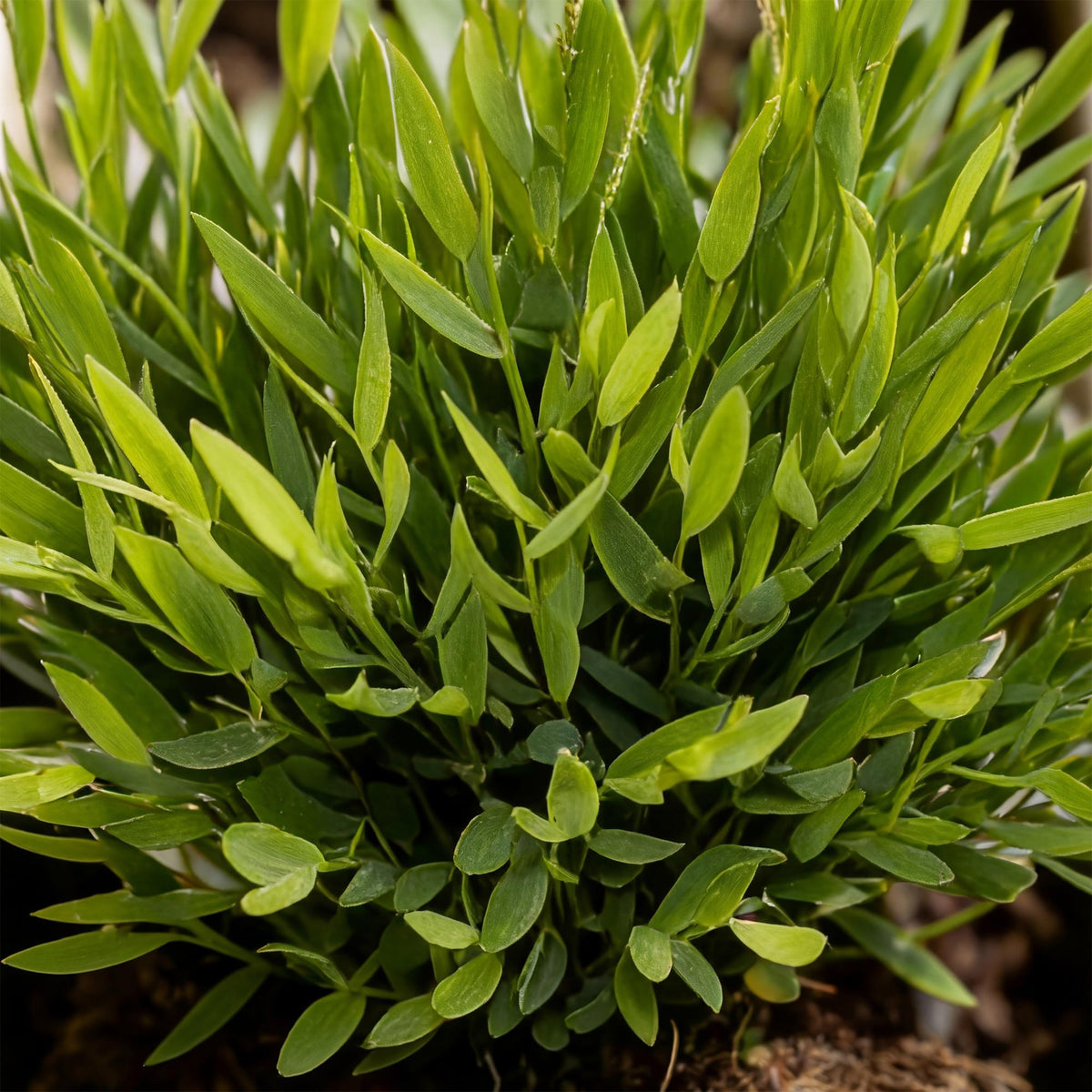 Everspring Bamusa Pogonatherum Monica Bambusgras in weißem Topf, 20cm hoch, haustierfreundliche Pflanze, 12cm Topf.
