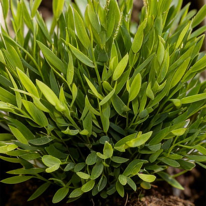 Everspring Bamusa Pogonatherum Monica Bambusgras in weißem Topf, 20cm hoch, haustierfreundliche Pflanze, 12cm Topf.