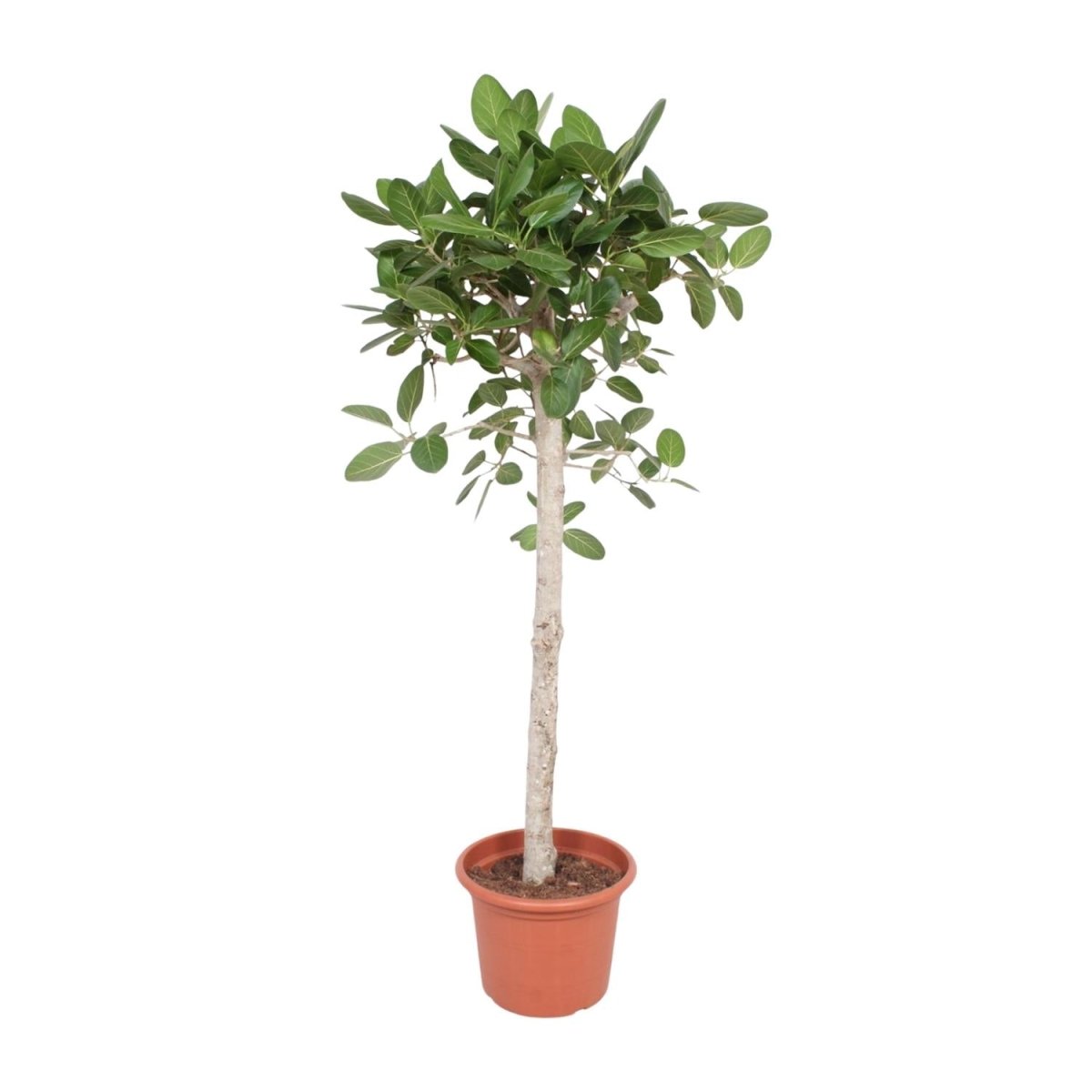 Ficus Benghalensis verzweigt 140 - 200cm – Exotische Zimmerpflanze - Wurzelwerk Design