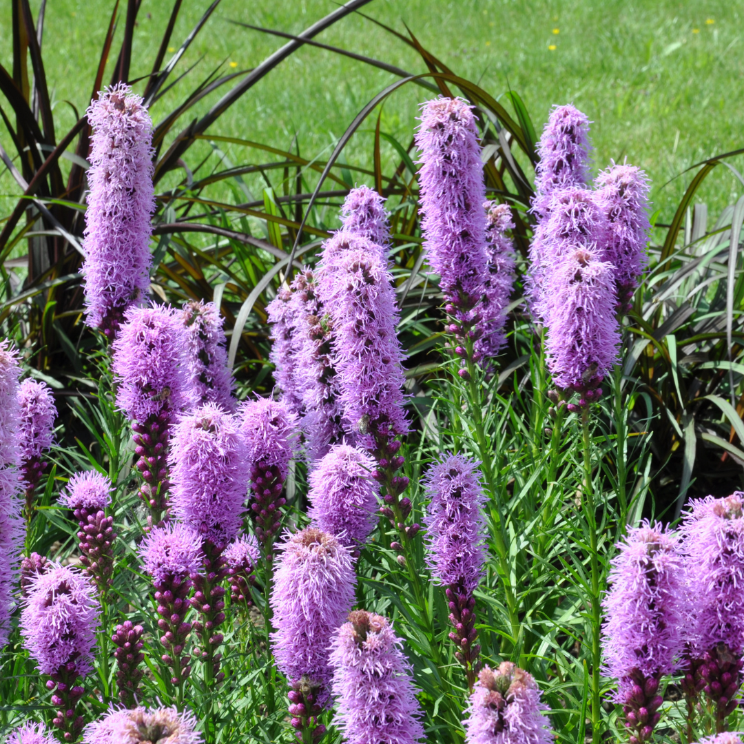6x Liatris spicata - ↕10-25cm - Ø9cm