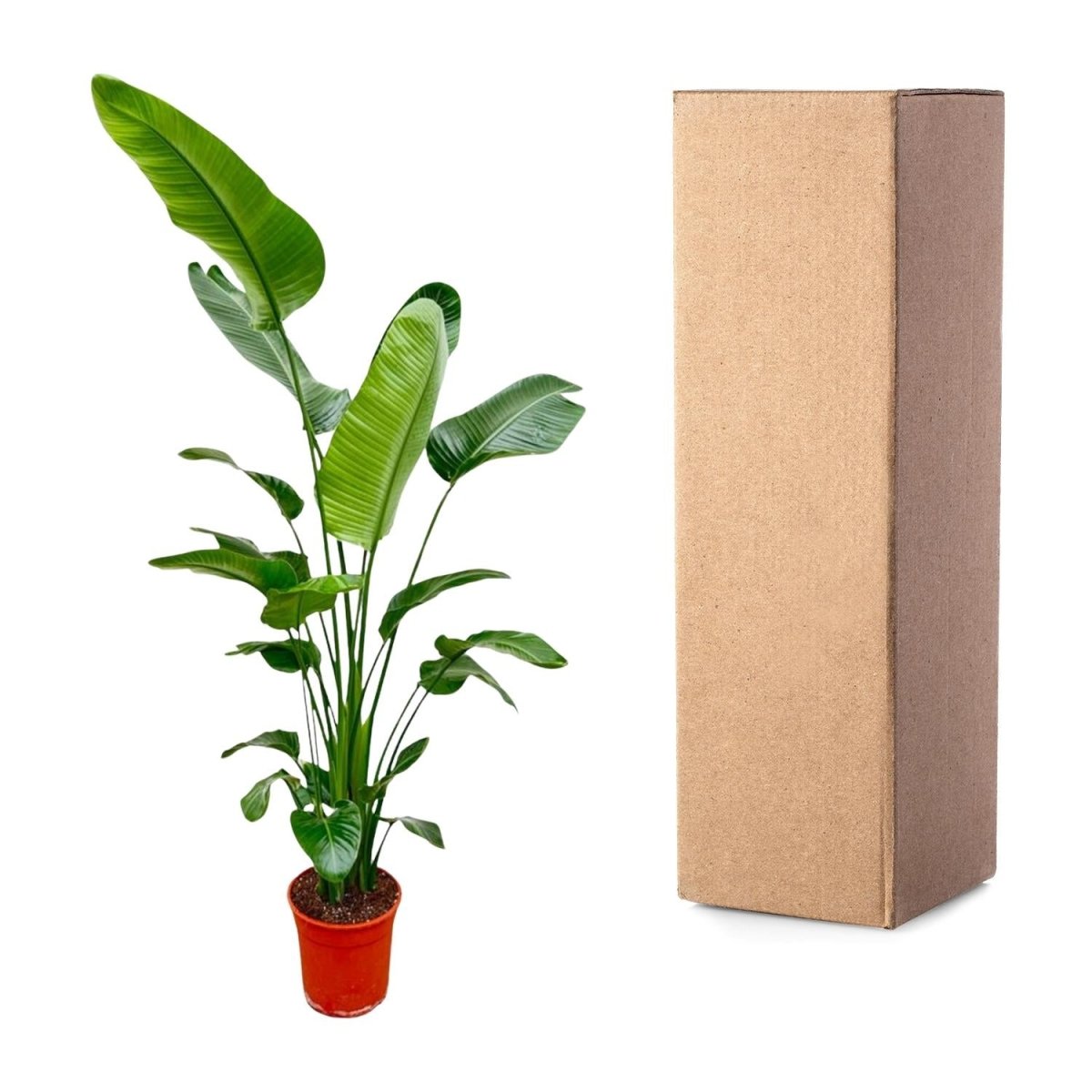 Strelitzia Nicolai - 180 - 200 cm - Ø 25 - 30 cm - Wurzelwerk Design