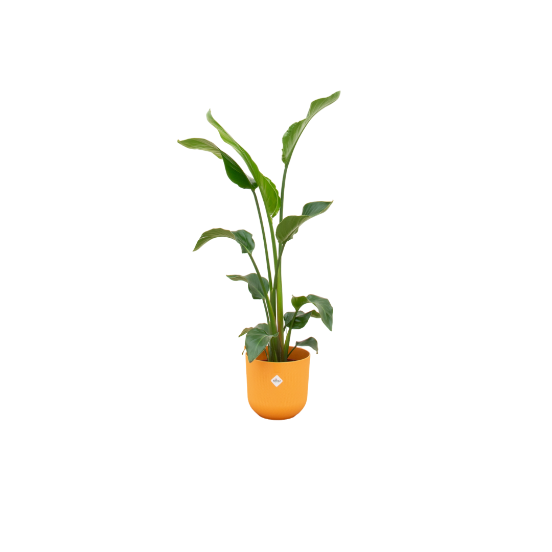 Combi-Deal: Everspring Strelitzia Nicolai Pflanze mit gelber elho Jazz Round Topfkübel Ø23 cm, 100 cm hoch.