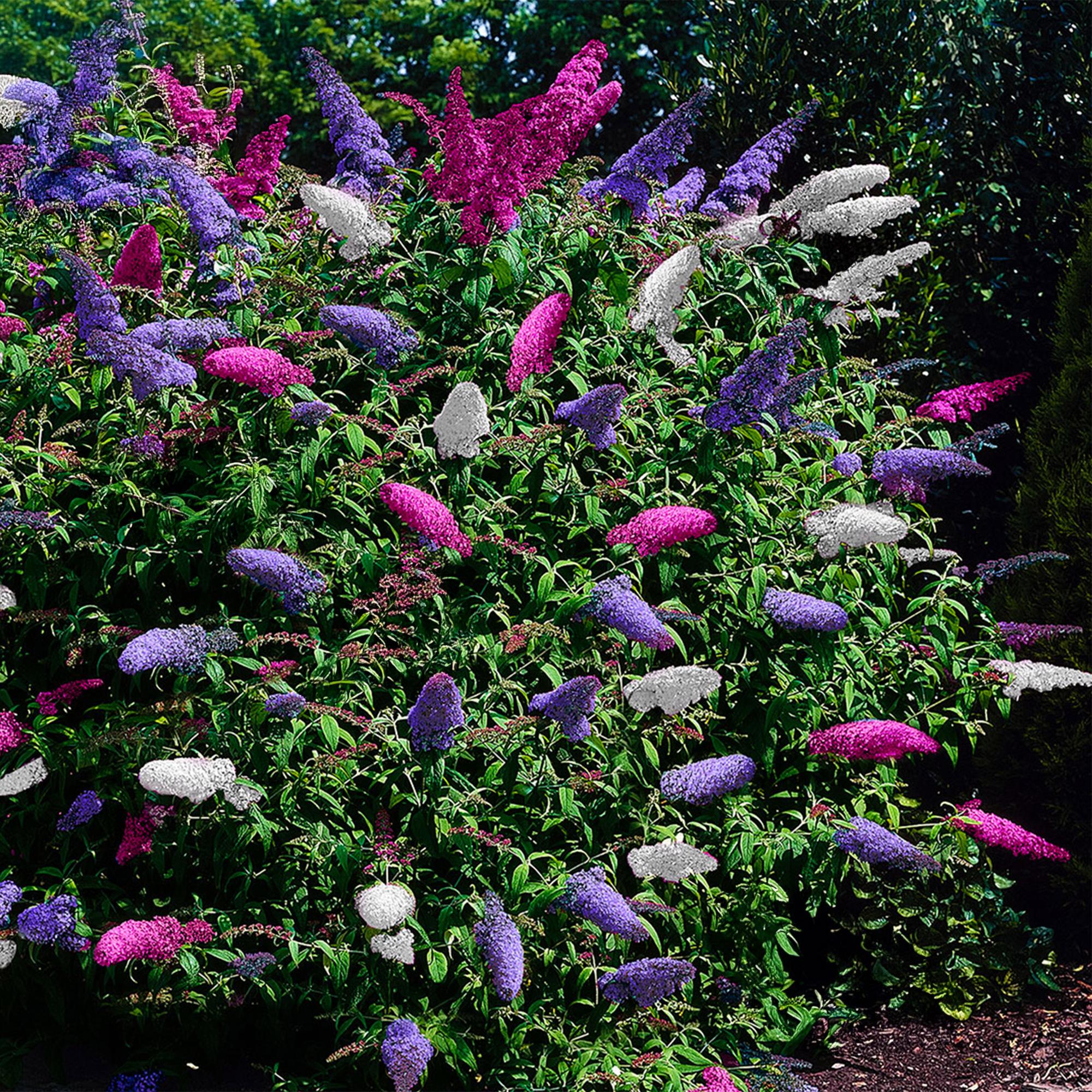 Schmetterlingsstrauch Buddleja davidii Tricolour mit rosa, weißen und lila Blüten, 3 Pflanzen in Töpfen, schmetterlingsanziehend.