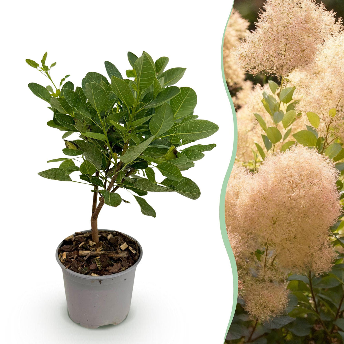 Grüne Cotinus coggygria ‘Young Lady’ Pflanze von Everspring, 35 cm hohe Perückenstrauch in Topf, Nahaufnahme