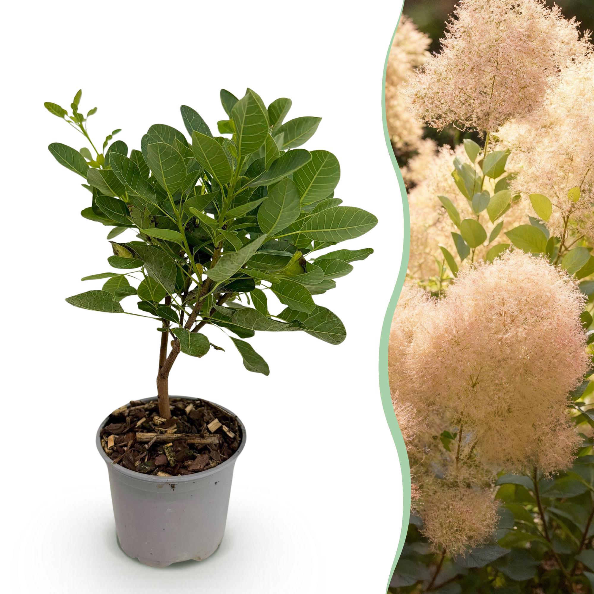 Grüne Cotinus coggygria ‘Young Lady’ Pflanze von Everspring, 35 cm hohe Perückenstrauch in Topf, Nahaufnahme