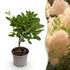 Grüne Cotinus coggygria ‘Young Lady’ Pflanze von Everspring, 35 cm hohe Perückenstrauch in Topf, Nahaufnahme