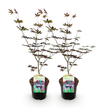 Zwei japanische Ahorn Acer palmatum Trompenburg mit dunkel lila Blättern, in 19cm Töpfen, ca. 70cm hoch, laubabwerfend.