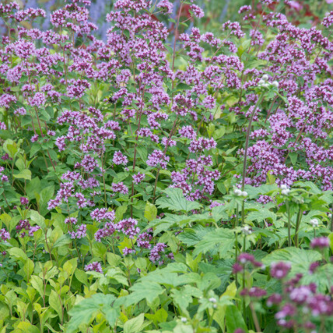 Sechs Everspring Origanum laevigatum &