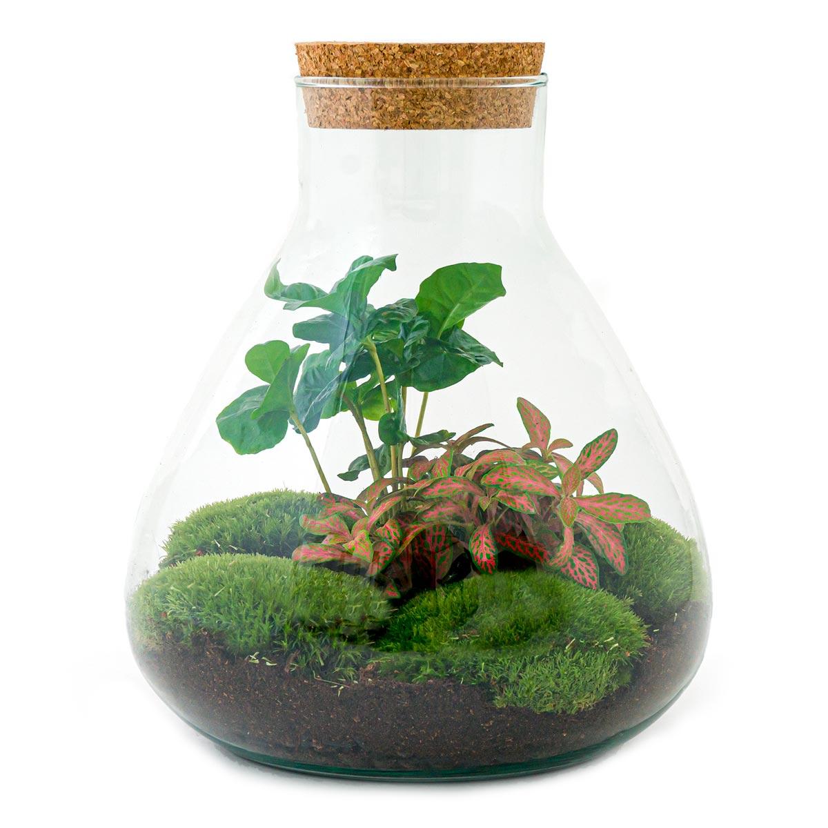 Everspring Flaschengarten Sammie Coffea mit Rake und Schaufel, 26 cm, Mini-Pflanzen-Set für den Anbau von Kaffee.