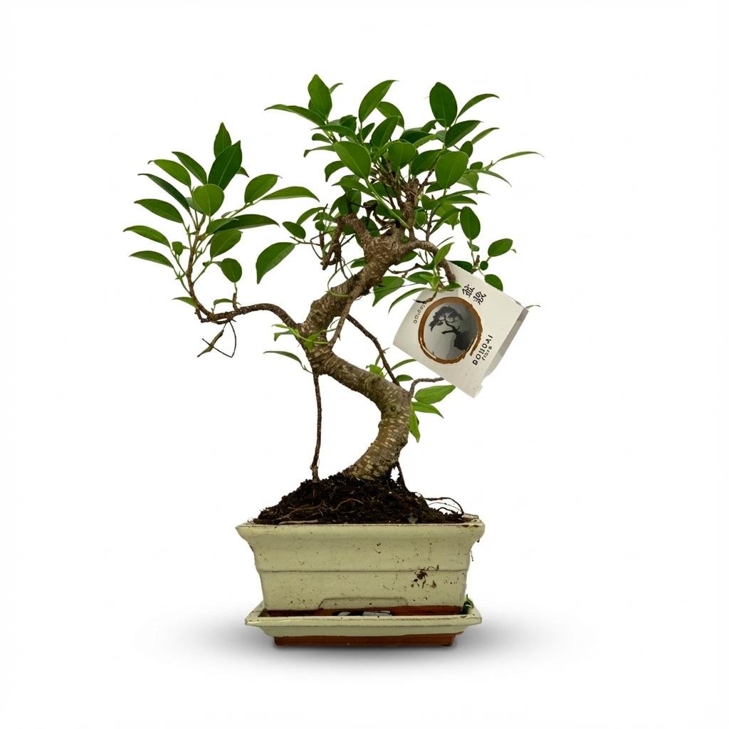 Everspring Bonsai S-Form Baum aus Keramik-Mix, Ø 15 cm, Höhe 30-35 cm, grüne Pflanze in kleiner Topf