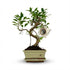 Everspring Bonsai S-Form Baum aus Keramik-Mix, Ø 15 cm, Höhe 30-35 cm, grüne Pflanze in kleiner Topf