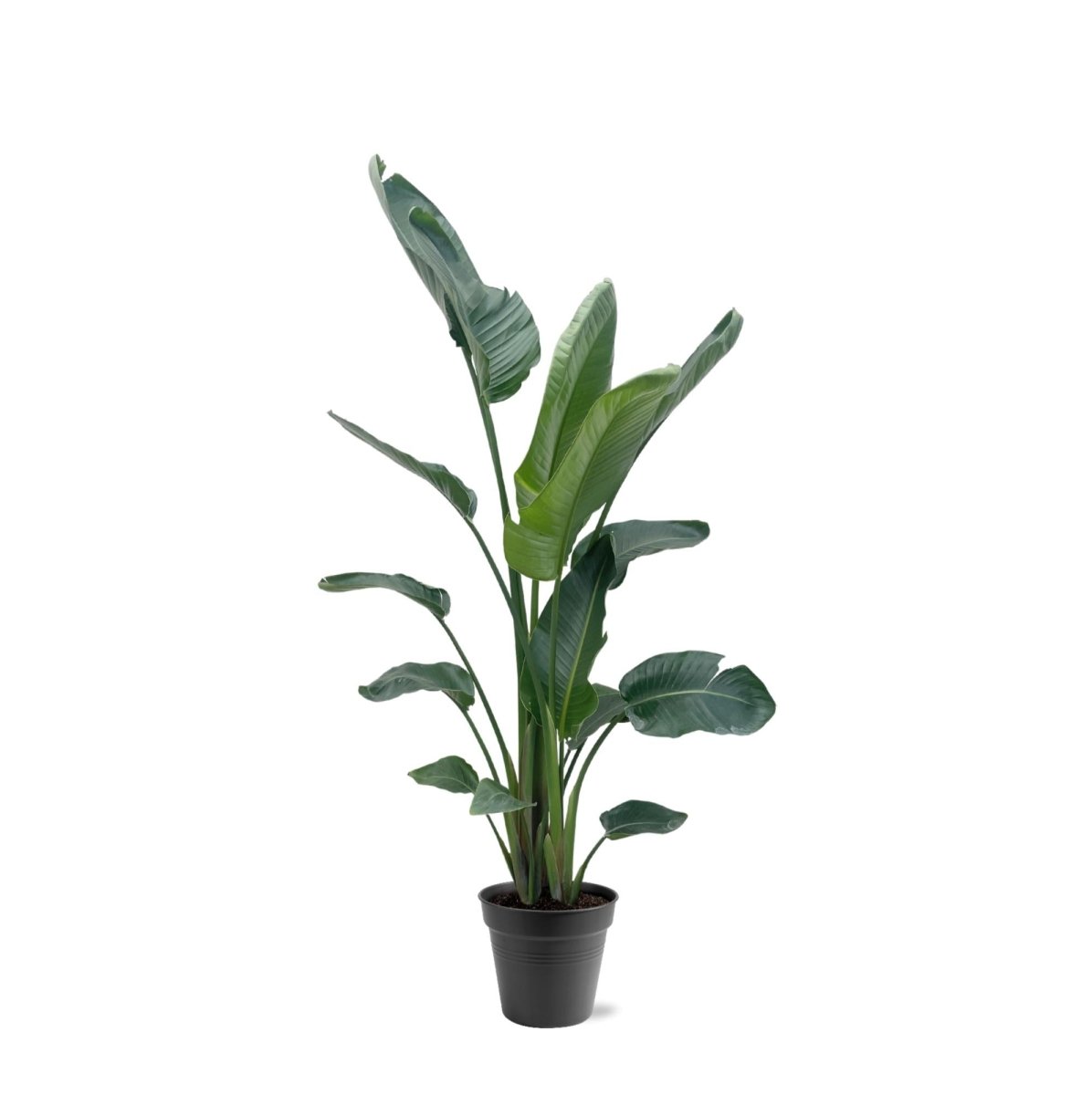 Strelitzia Augusta XL - XXXL – Exotischer Weißer Paradiesvogel - Wurzelwerk Design