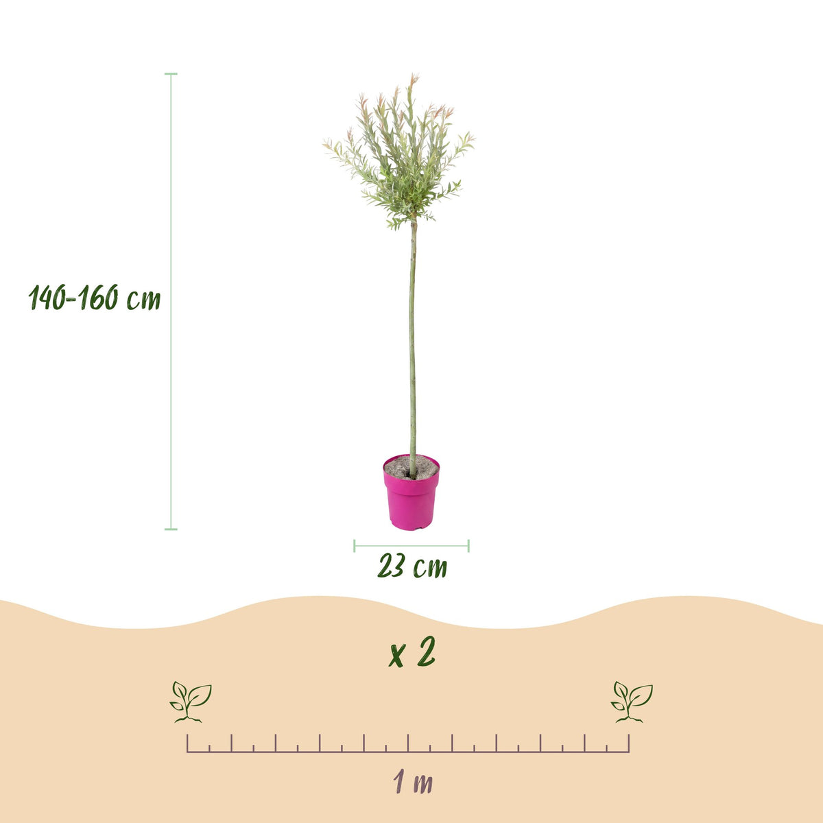 Salix Flamingo - Ø23cm - ↕140-160cm