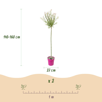 Salix Flamingo - Ø23cm - ↕140-160cm