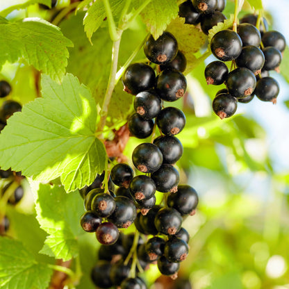 Obstpflanze - Schwarze Johannisbeere - Ribes nigrum Titania - 2 Pflanzen - Topf 11cm Höhe 40cm