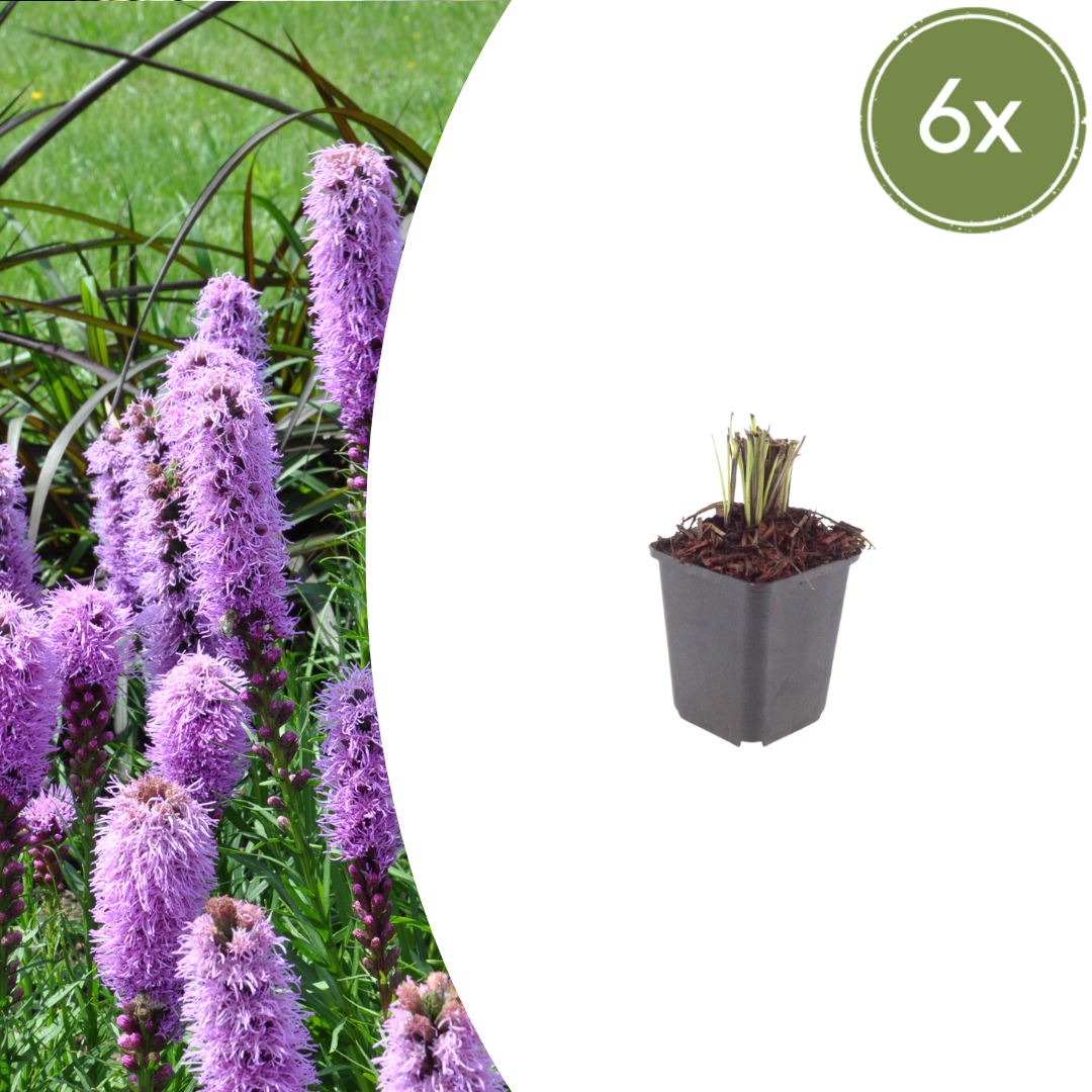 6x Liatris spicata - ↕10-25cm - Ø9cm