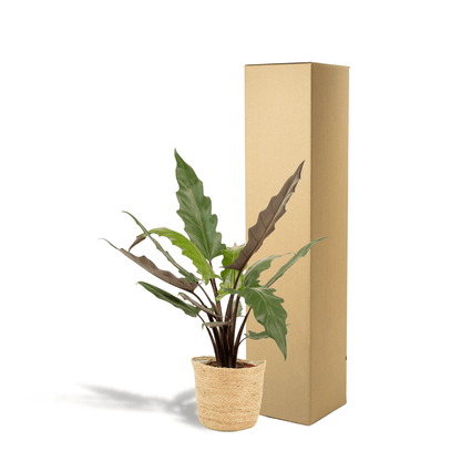 Alocasia Lauterbachiana Everspring in Korb Selin, ca. 80cm hoch, mit großen grünen Blättern und stilvollem Pflanzkübel.