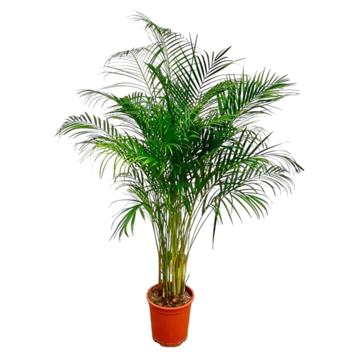 Areca Palme (Dypsis lutescens) 150 cm oder 230 cm - Wurzelwerk Design