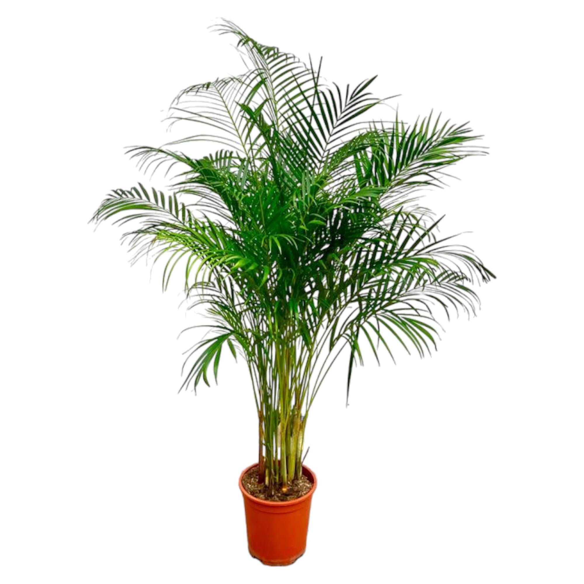 Everspring Areca Palme, Dypsis lutescens, 150 cm oder 230 cm hohe Zimmerpflanze mit grünen, gefiederten Blättern.