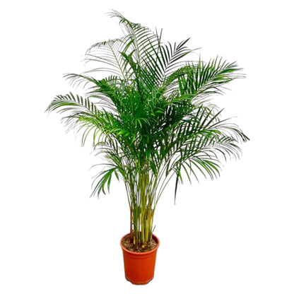 Everspring Areca Palme, Dypsis lutescens, 150 cm oder 230 cm hohe Zimmerpflanze mit grünen, gefiederten Blättern.