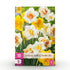Blumenzwiebeln Narzissen Double Mix | 10 Stück Gelb & Weiß – Zwiebelgröße 12/14 – XXL Pack - Wurzelwerk Design