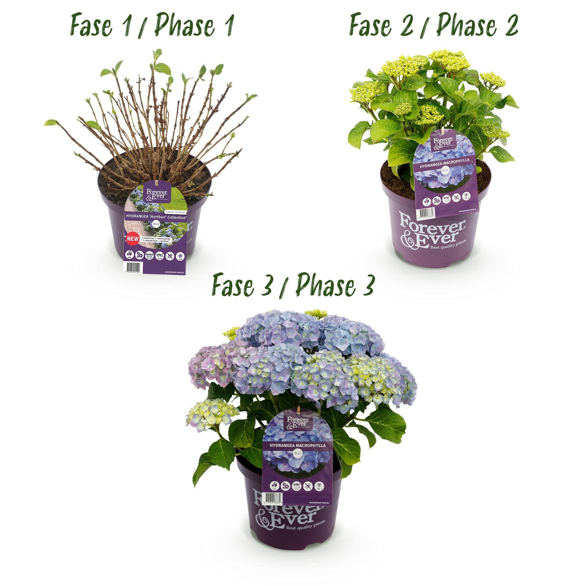 Hortensie - Hydrangea Forever &amp; Ever - Blau - 7-12 Blumen - Topf 23cm Höhe 55cm
