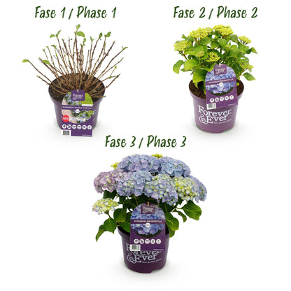 Hortensie - Hydrangea Forever &amp; Ever - Blau - 7-12 Blumen - Topf 23cm Höhe 55cm