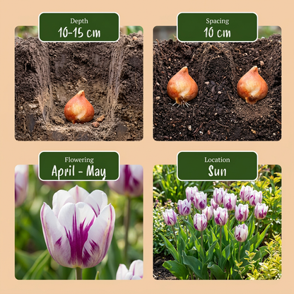 Tulpe Flaming Flag – Tulipa online kaufen | 15 bis 120 Blumenzwiebeln, Weiß-Violett geflammt – Wurzelwerk Design