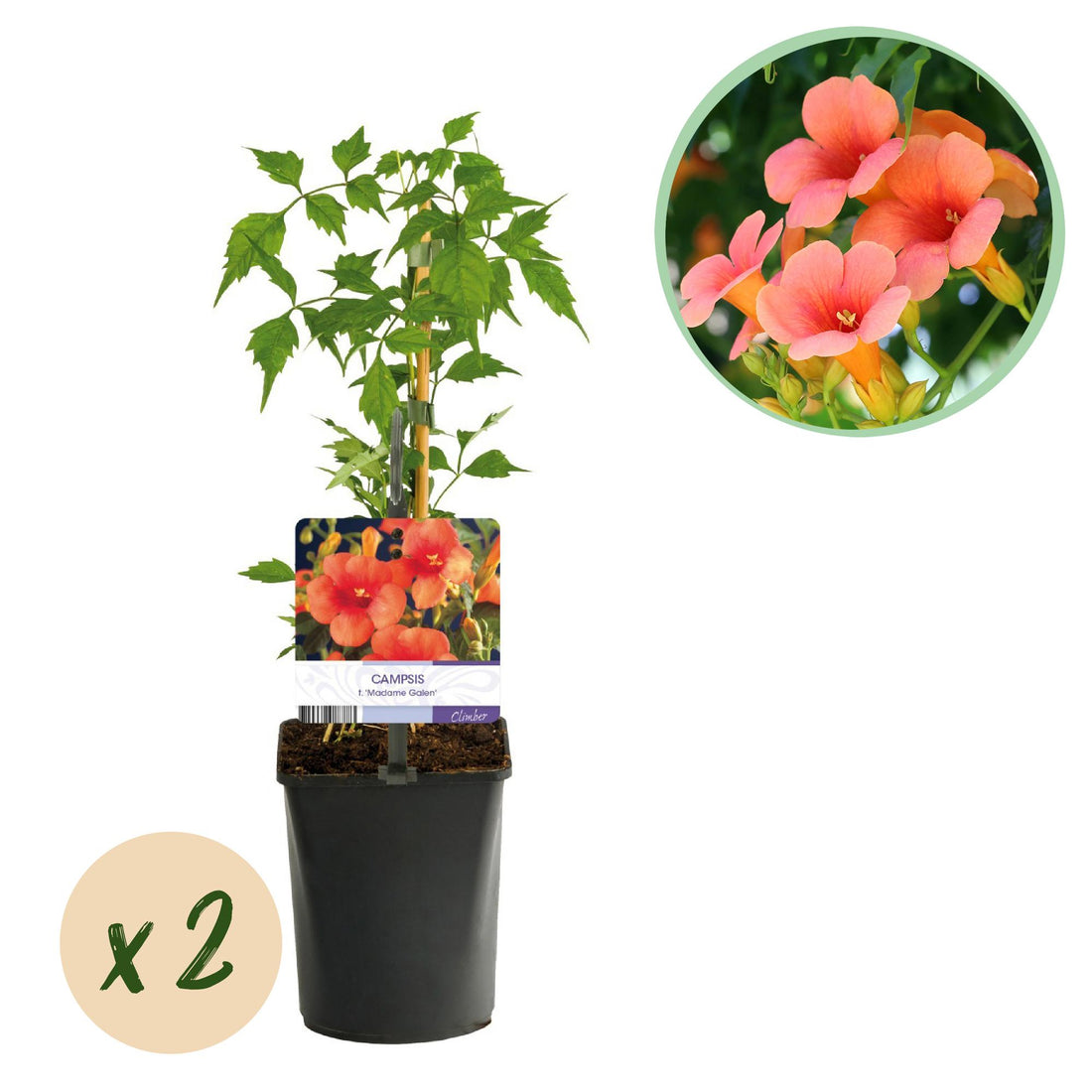 Campsis radicans &