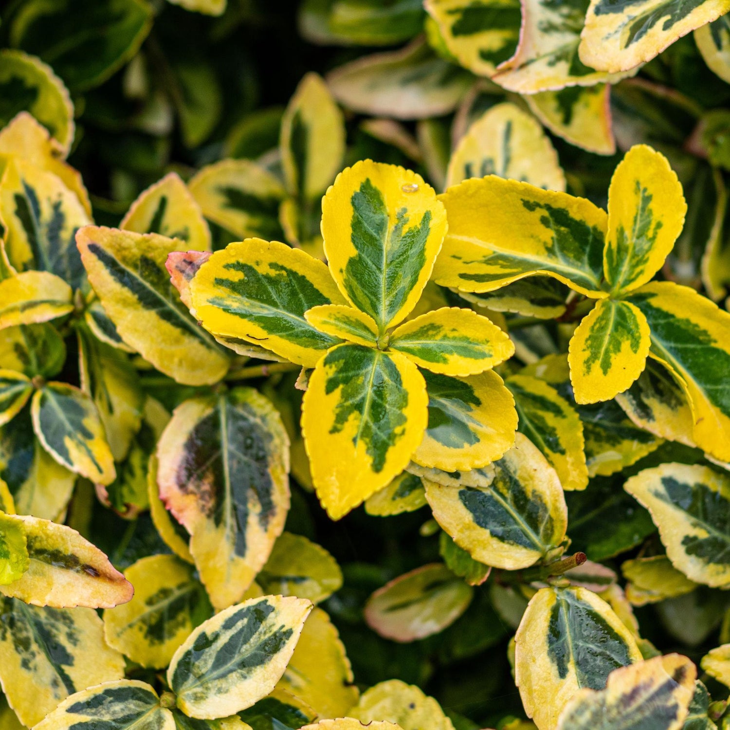 Immergrüne Euonymus fortunei Emerald n Gold Topfpflanze mit grünen und gelben Blättern, winterhart, ca. 90cm hoch.