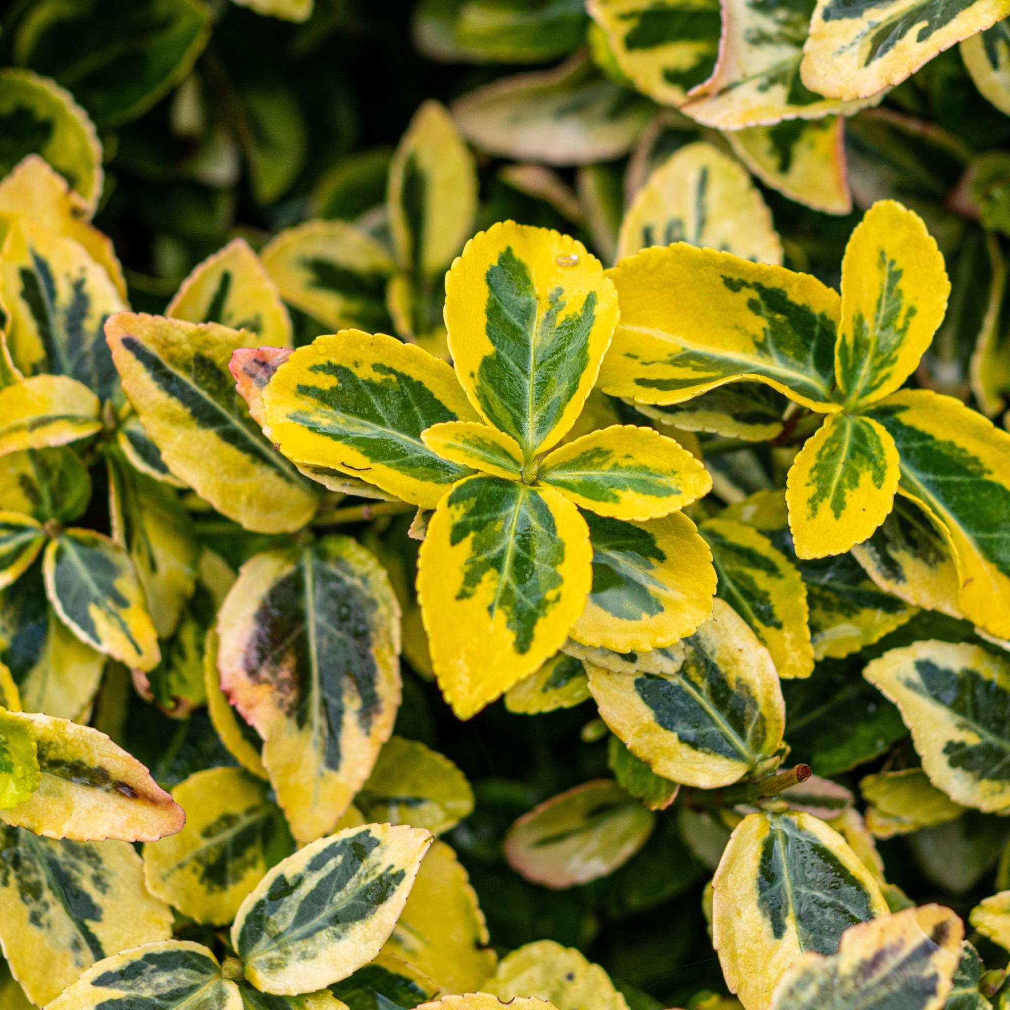 Immergrüne Euonymus fortunei Emerald n Gold Topfpflanze mit grünen und gelben Blättern, winterhart, ca. 90cm hoch.