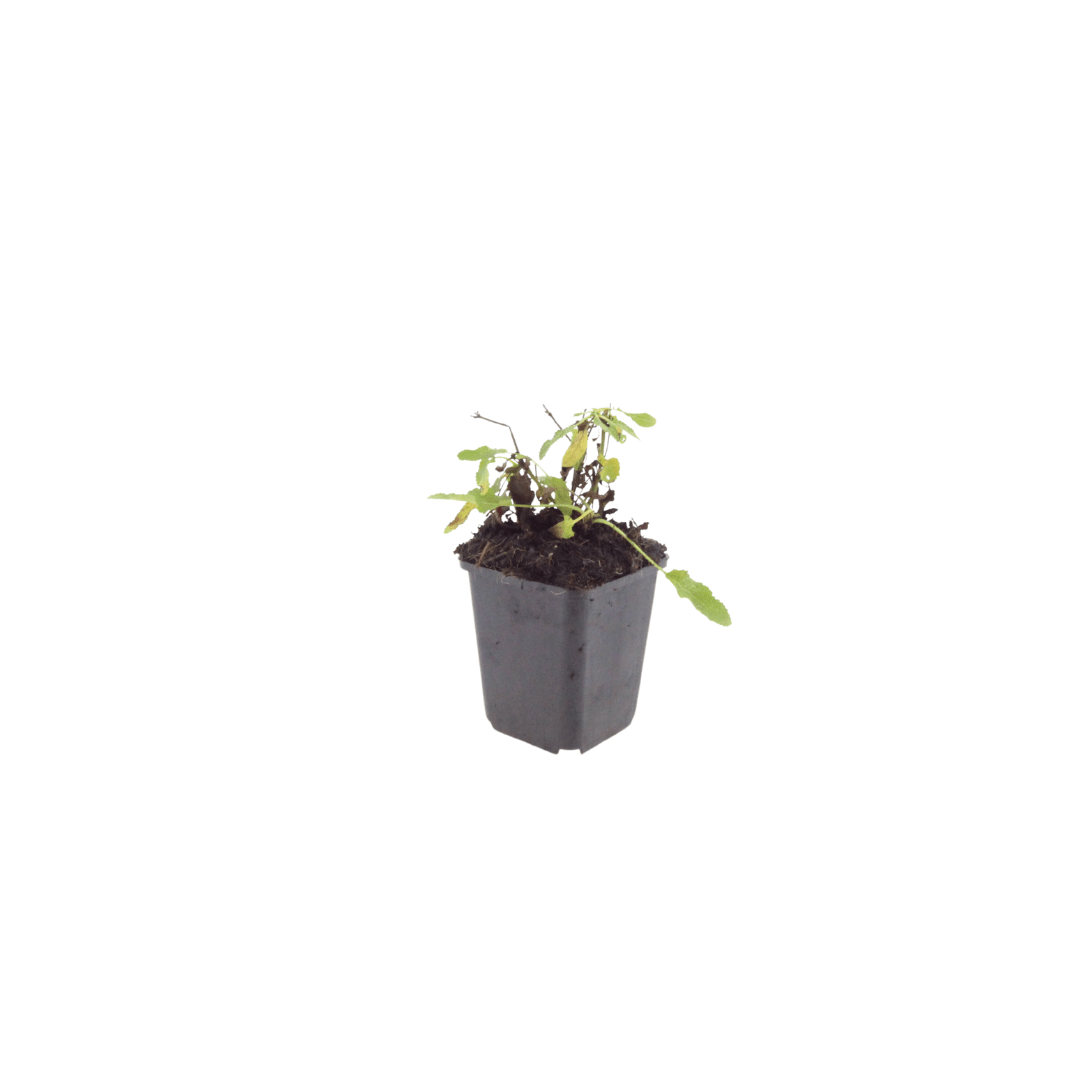 Sechs Salvia &