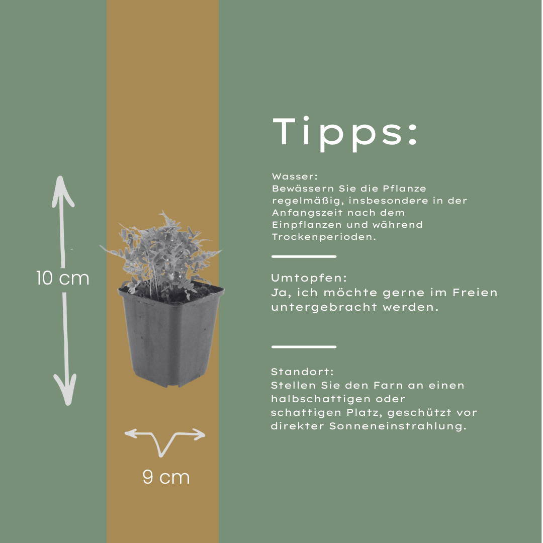 6x Polypodium vulgare - ↕10-25cm - Ø9cm