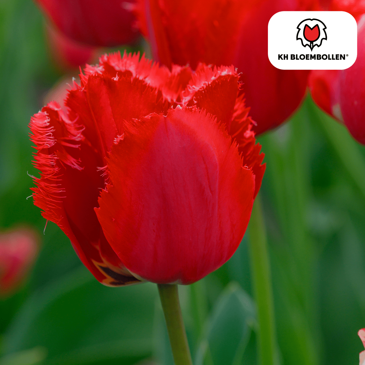 Tulpenzwiebeln Masterpeace – 20er - Pack | Intensiv &amp; edel - Wurzelwerk Design