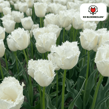 Tulpenzwiebeln Honeymoon | 20er - Pack | Weiß gefüllt - Wurzelwerk Design