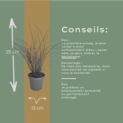 Chinaschilf Gracillimus kaufen | 3× Miscanthus, Ø 12 cm