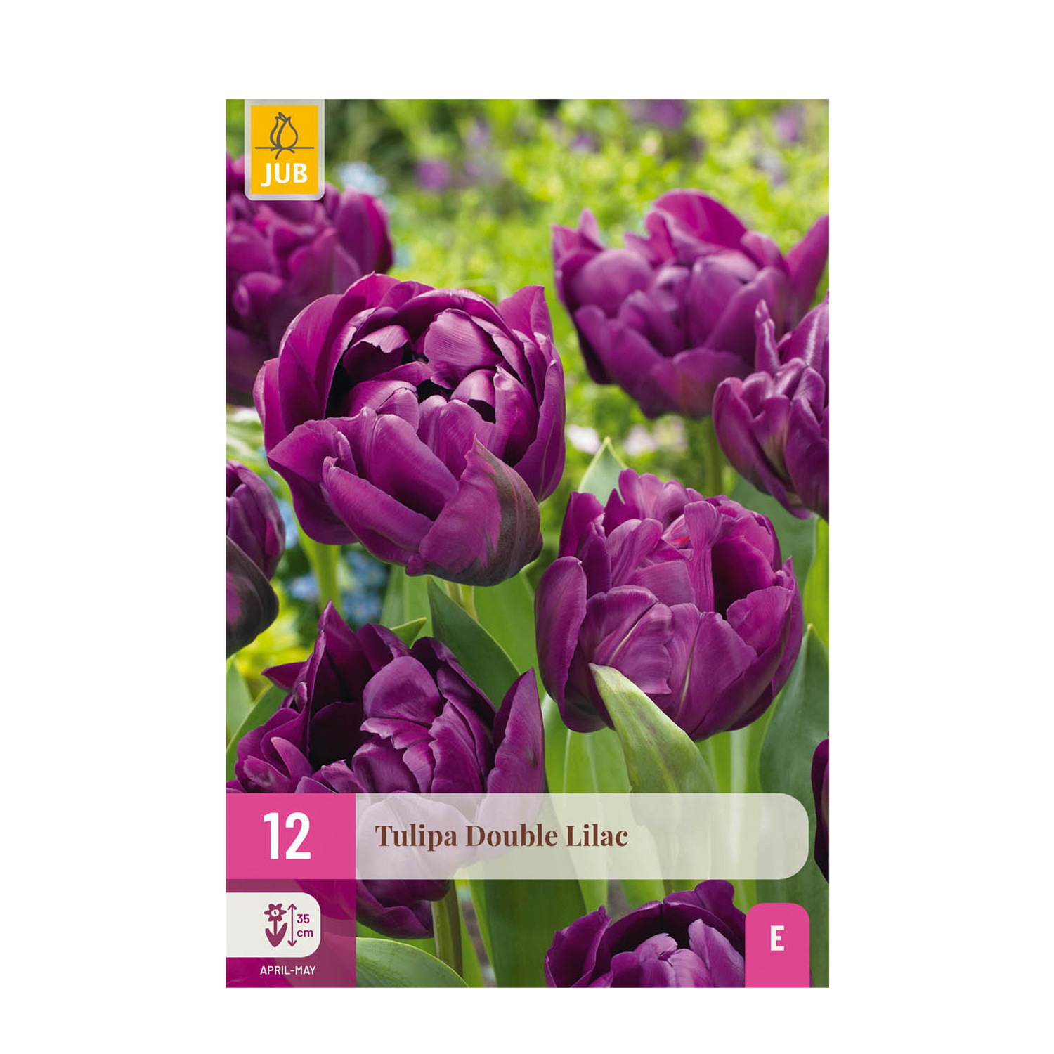 Everspring Tulpe Double Lilac Zwiebelknollen, lila, 50 Stück, Zwiebeldurchmesser 11/12, XXL Pack, blühende Frühlingsblumen