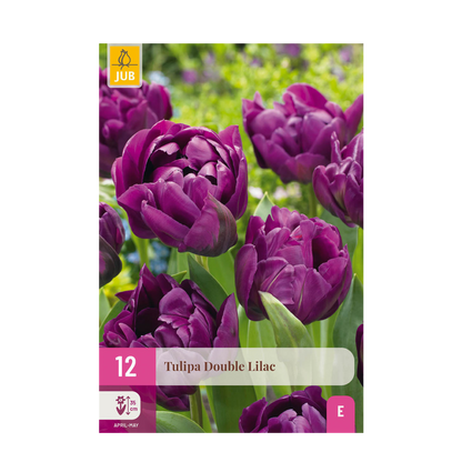 Everspring Tulpe Double Lilac Zwiebelknollen, lila, 50 Stück, Zwiebeldurchmesser 11/12, XXL Pack, blühende Frühlingsblumen