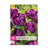 Everspring Tulpe Double Lilac Zwiebelknollen, lila, 50 Stück, Zwiebeldurchmesser 11/12, XXL Pack, blühende Frühlingsblumen