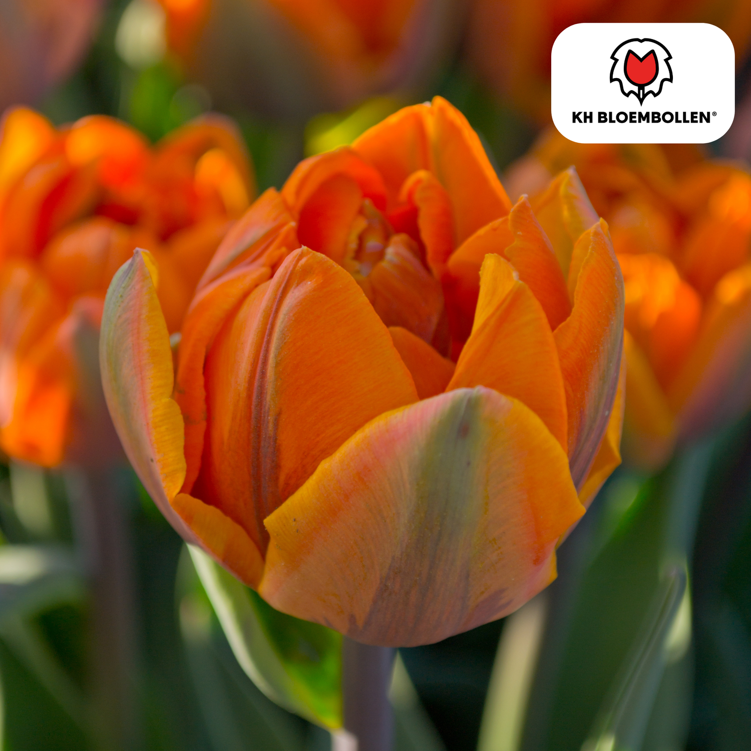Tulpenzwiebel Icon – 20er-Pack | Gefüllt &amp; orange