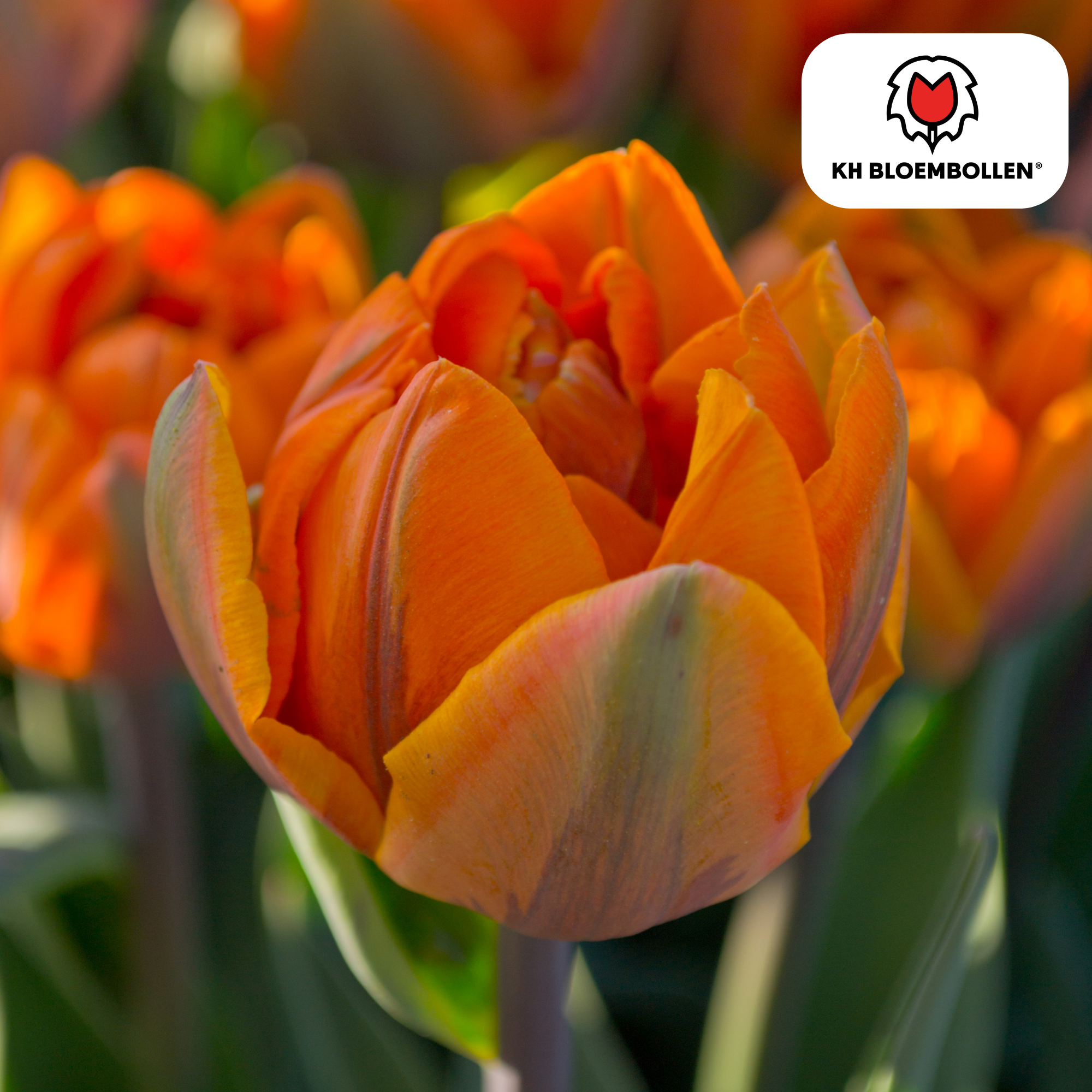 Tulpenzwiebel Icon – 20er-Pack | Gefüllt &amp; orange