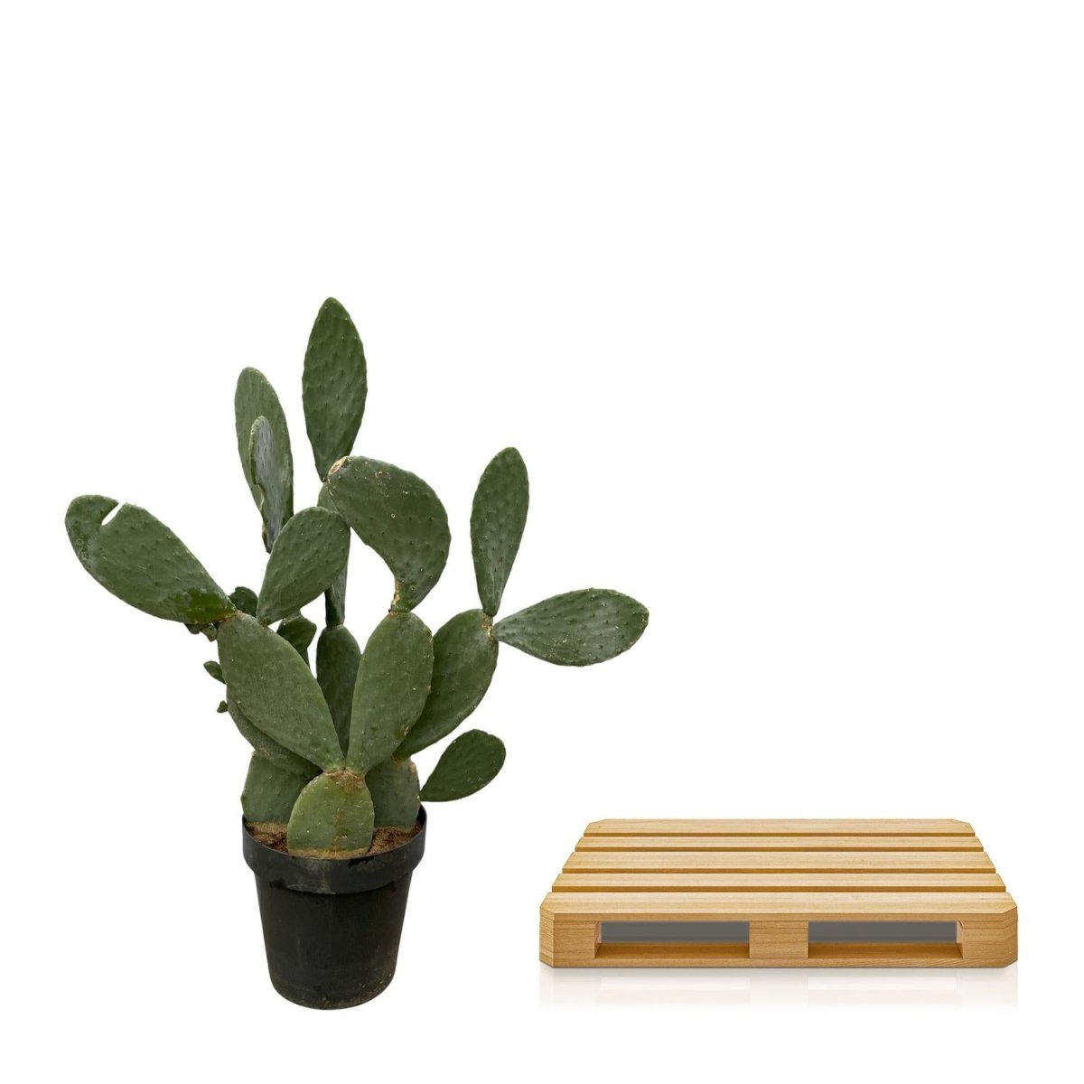 Opuntia Ficus Indica – Robuster Feigenkaktus für Sonne &amp; Garten - Wurzelwerk Design