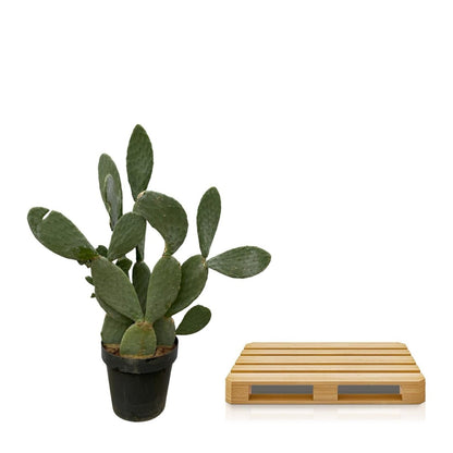 Opuntia Ficus Indica – Robuster Feigenkaktus für Sonne &amp; Garten - Wurzelwerk Design