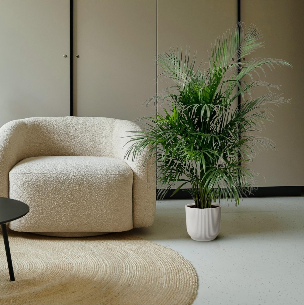 Areca Palme (Dypsis lutescens) 150 cm oder 230 cm - Wurzelwerk Design