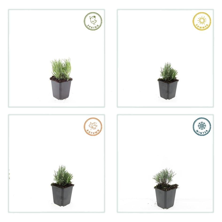 24 Lavandula angustifolia &