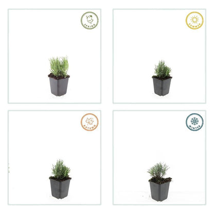 24 Lavandula angustifolia &