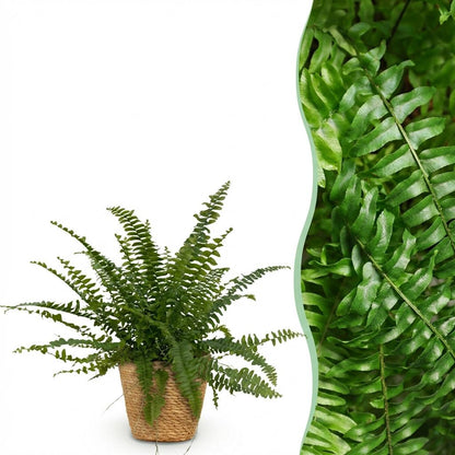Farn kaufen | Nephrolepis exaltata Green Lady – Topf Ø 12 cm, Höhe 25 cm - Wurzelwerk Design