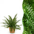 Farn kaufen | Nephrolepis exaltata Green Lady – Topf Ø 12 cm, Höhe 25 cm - Wurzelwerk Design
