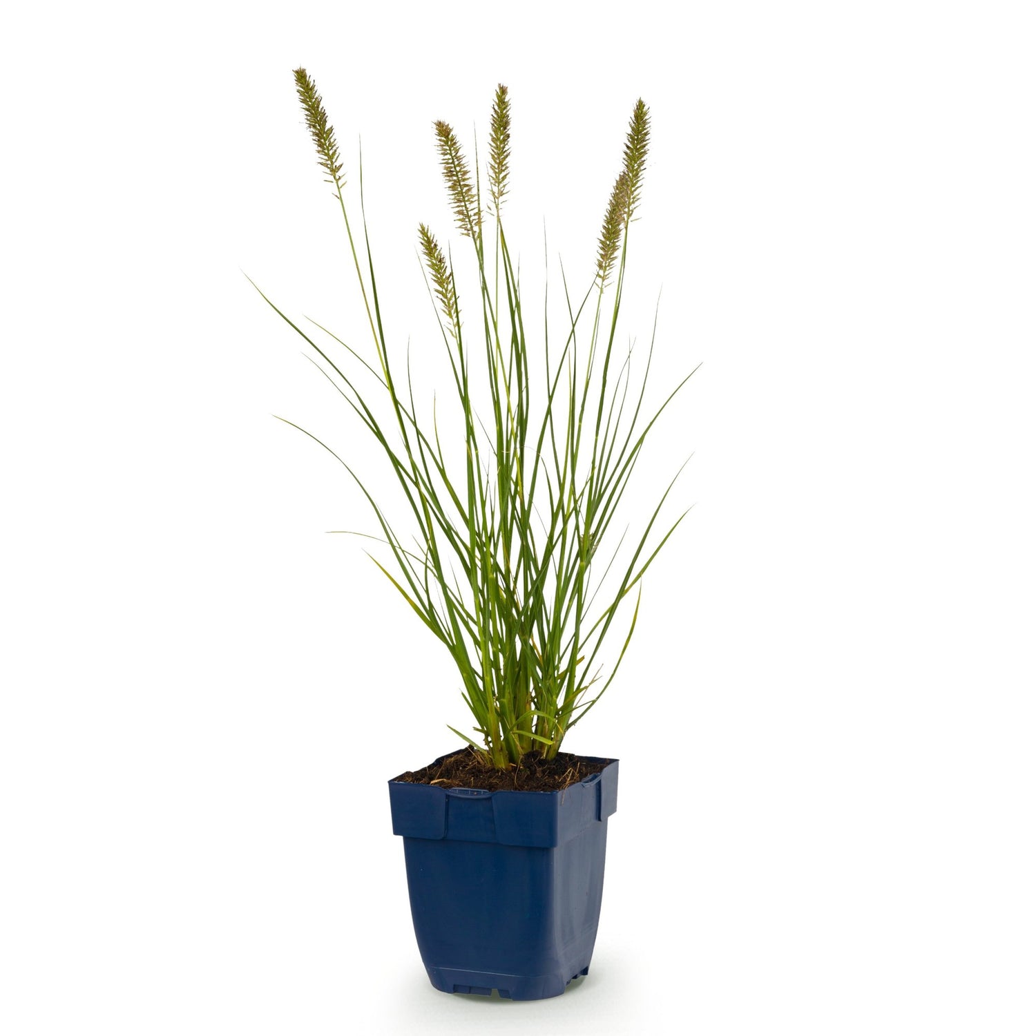 Pennisetum alop. Hameln - Lampenputzergras - 1 Pflanzen - Topf 11cm - Höhe 15-25cm